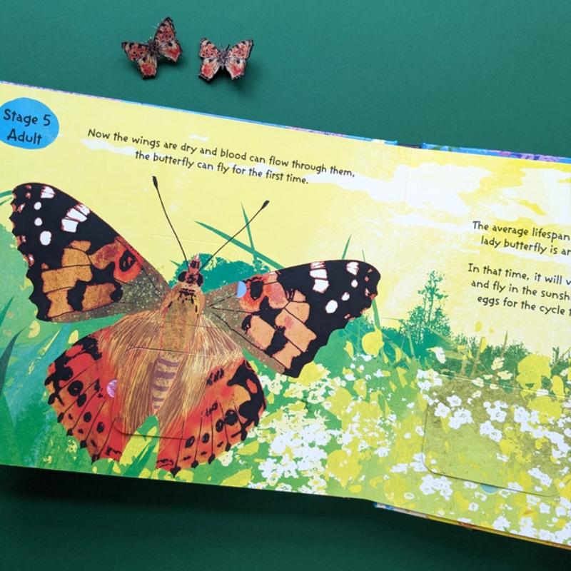 North Parade Life Cycle of Butterflies