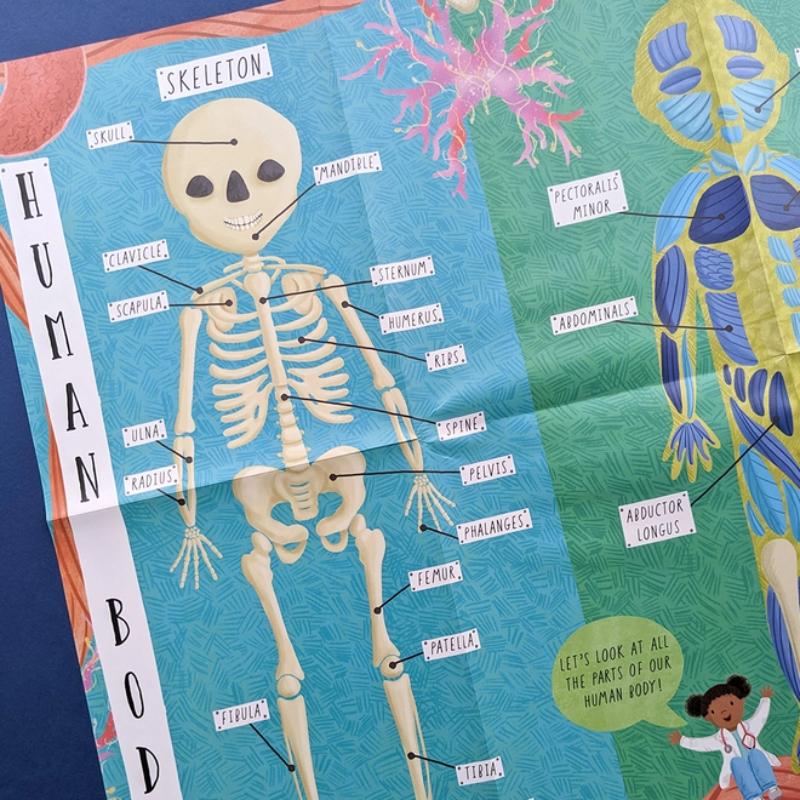 North Parade Human Body Question and Answer Flap Book