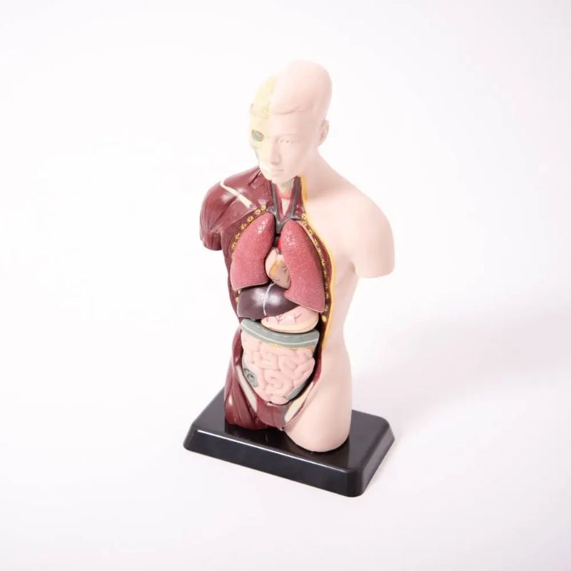 Quarter Scale Anatomical Human Torso