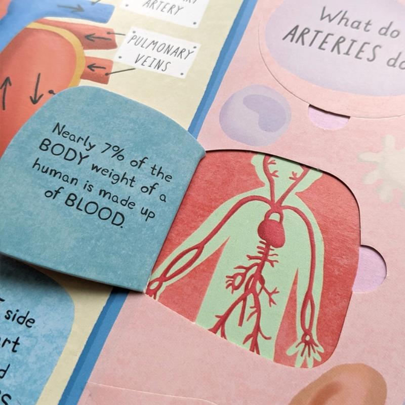 North Parade Human Body Question and Answer Flap Book