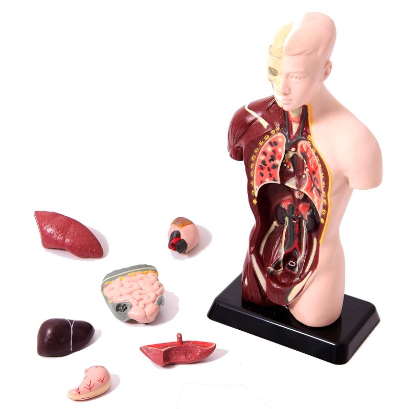 Quarter Scale Anatomical Human Torso