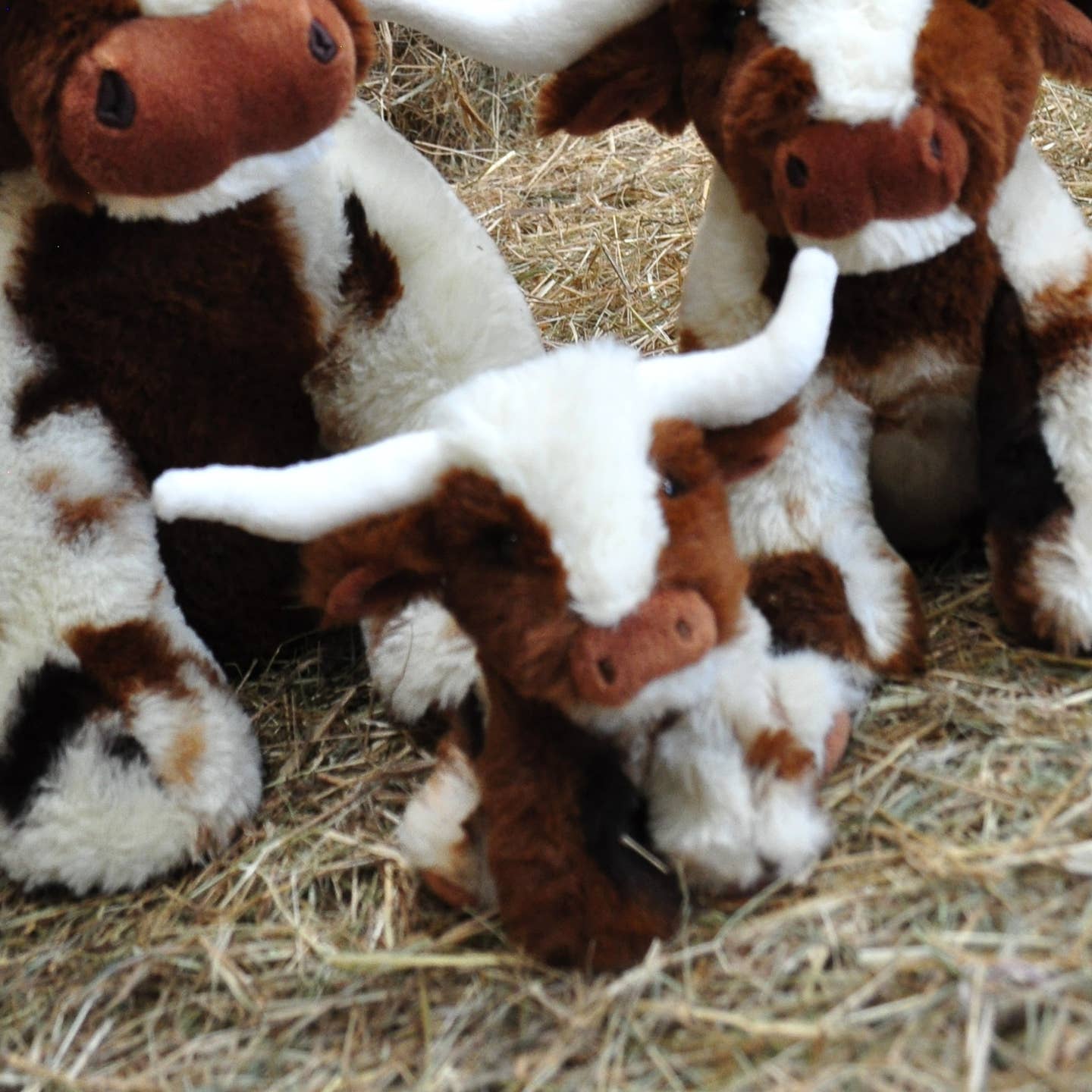 Jomanda Mini Texas Longhorn Highland Cow Cream/Brown With Pop up Box